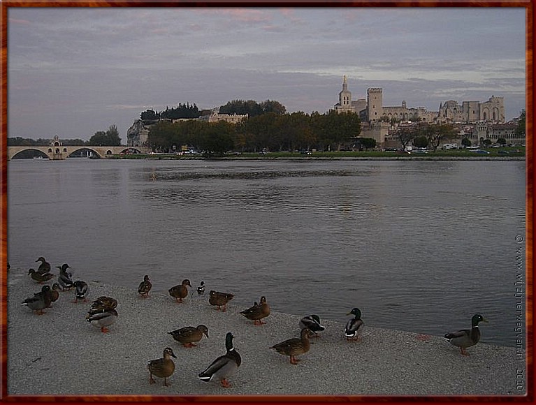 14 - Avignon - Ducks a la Rhone.jpg