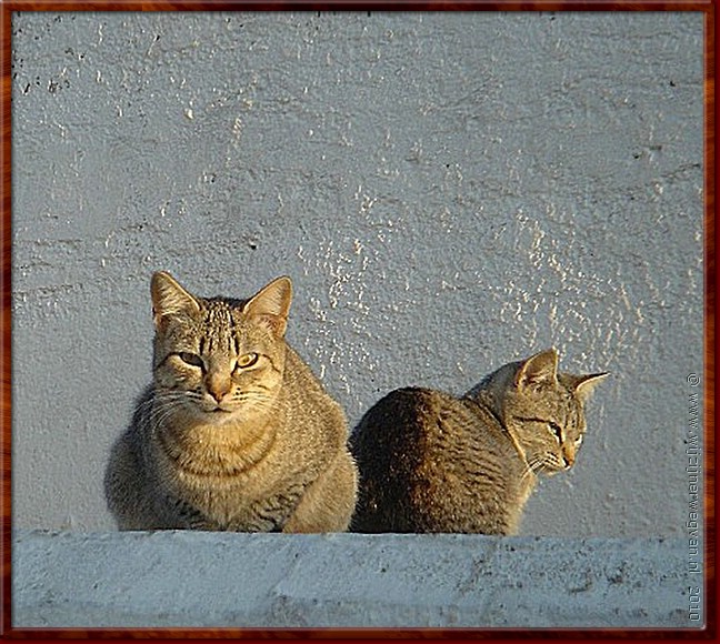 18 - De katten van Blanes haven 1.jpg