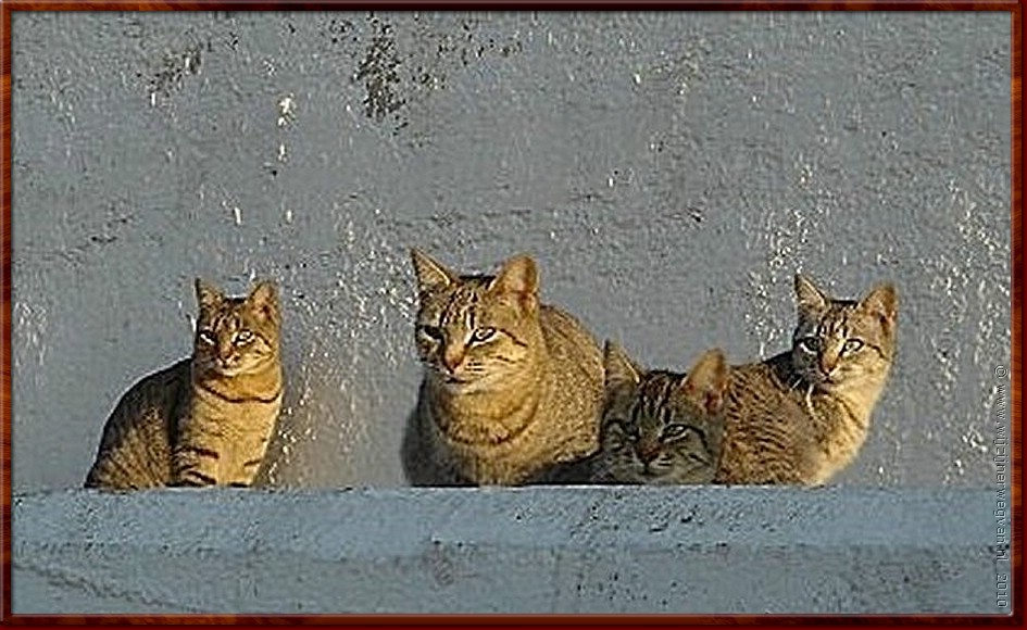 19 - De katten van Blanes haven 2.jpg