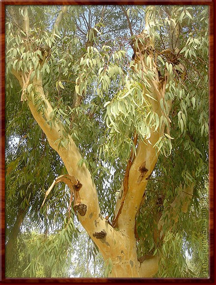 09 Bari - Eucalyptus met koala.JPG