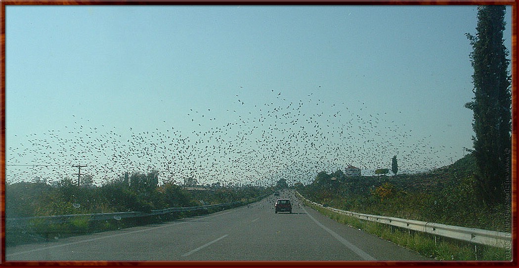 01 Onderweg naar Patra - Birds.jpg