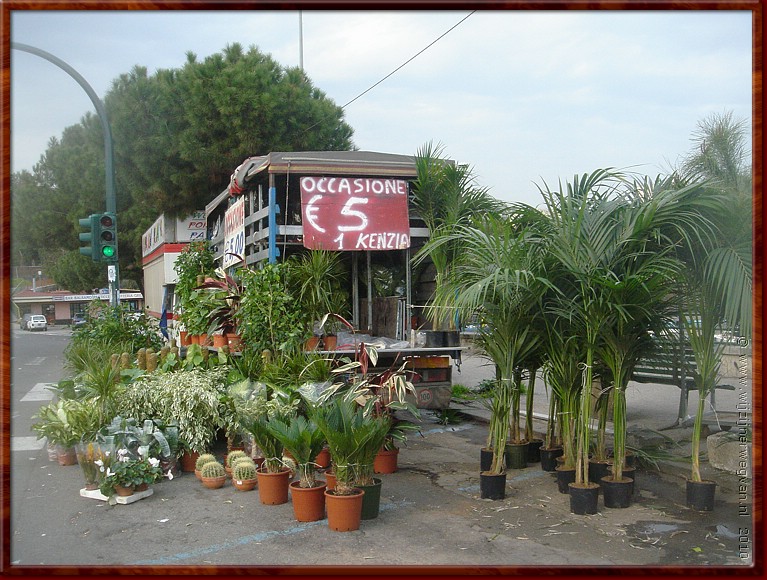 60 Catania - Tweedehands planten.JPG