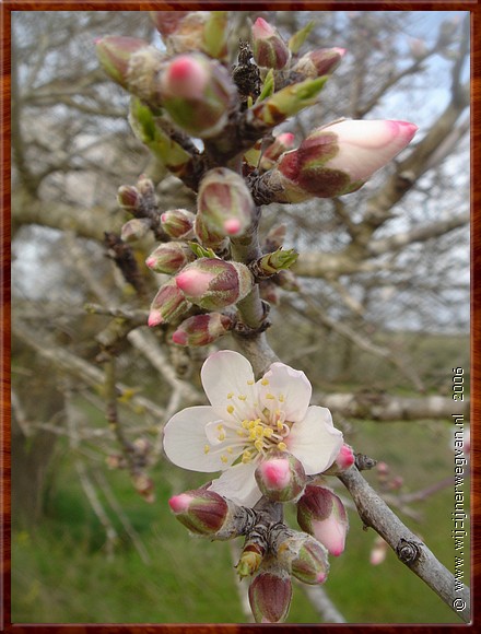 04 Selinunte - De amandelboom blijft b(l)oeien.JPG