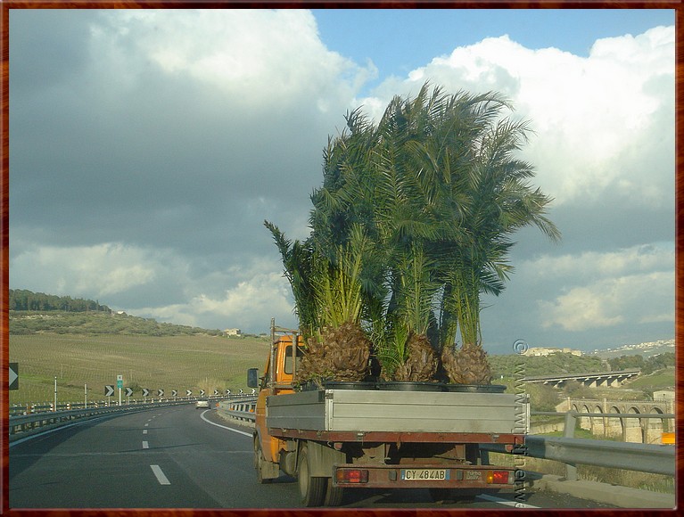 38 Segesta - Plantenbak.jpg