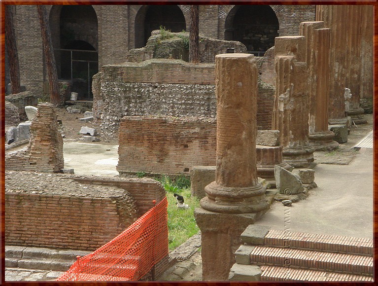 035 Rome - Torre Argentina - ... in de oude tempelruïne van de stad... .JPG