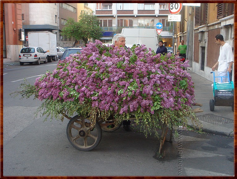 127 Rome - Thuis de seringen gesnoeid....JPG