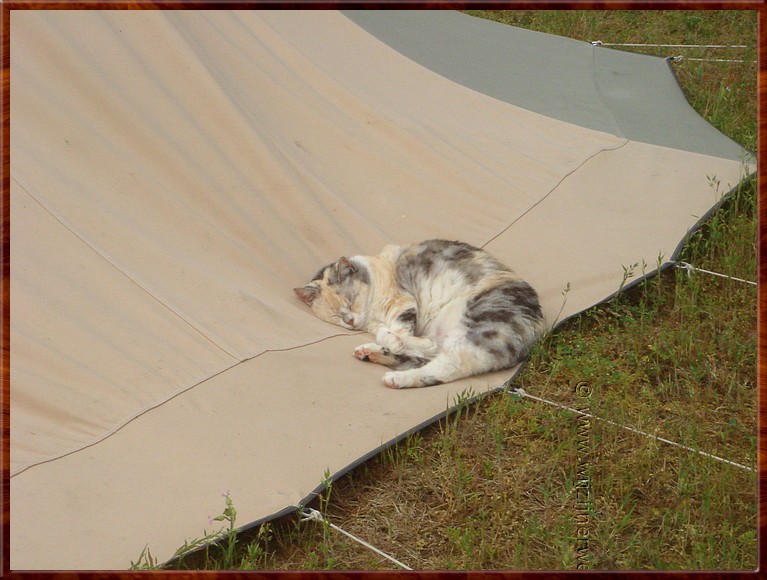 059 Camping 'Cavallino' - Niet enkel caravandaken zijn lekker warm.JPG