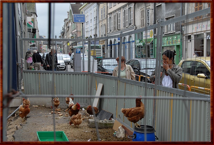039 - Troyes - Stedelijke kippenren.JPG