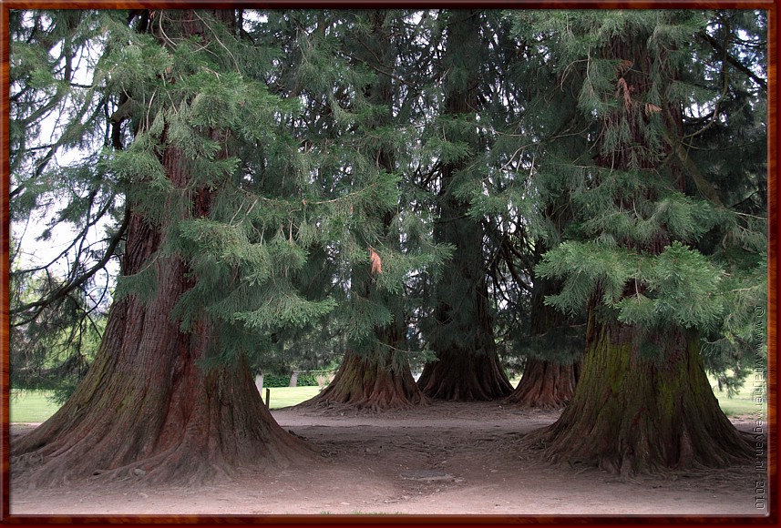 10 - La Bourboule - Sequoia's in het Parc Fenestre.jpg