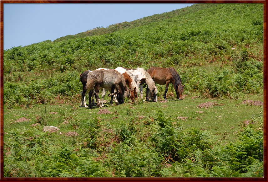 027 - La Rhune - Wilde paarden (nou ja, soms dan).JPG