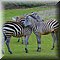 Hilvarenbeek
Safaripark Beekse Bergen     
Grant's Zebra's