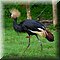 Hilvarenbeek
Safaripark Beekse Bergen  
Kroonkraanvogel