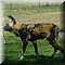 Hilvarenbeek
Safaripark Beekse Bergen        
Afrikaanse Wilde Hond