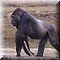 Hilvarenbeek
Safaripark Beekse Bergen      
Westelijke Laagland Gorilla