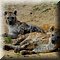 Hilvarenbeek
Safaripark Beekse Bergen  
Gevlekte Hyena