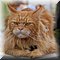 Hilvarenbeek
Safaripark Beekse Bergen    
'Animal Event'
Cat Plaza
'Raskattendefil'