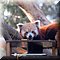 Hilvarenbeek
Safaripark Beekse Bergen      
Rode Panda