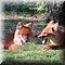 Hilvarenbeek
Safaripark Beekse Bergen   
Aziatische Wilde Honden