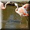 Hilvarenbeek
Safaripark Beekse Bergen      
Chileense Flamingo's