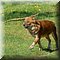 Hilvarenbeek
Safaripark Beekse Bergen  
Aziatische Wilde Hond