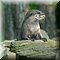 Hilvarenbeek
Safaripark Beekse Bergen  
Aziatische Kleinklauwotters