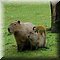 Hilvarenbeek
Safaripark Beekse Bergen         
Capybara's, Doodshoofdaapje