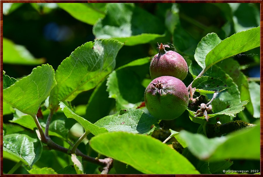 Biervliet, Camping 

Appels        1/6