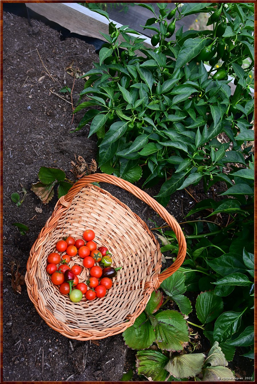 Pvoa de So Cosme, Aldeia Abandonada do Vieiro 

En we moeten de tomaten niet vergeten        9/16