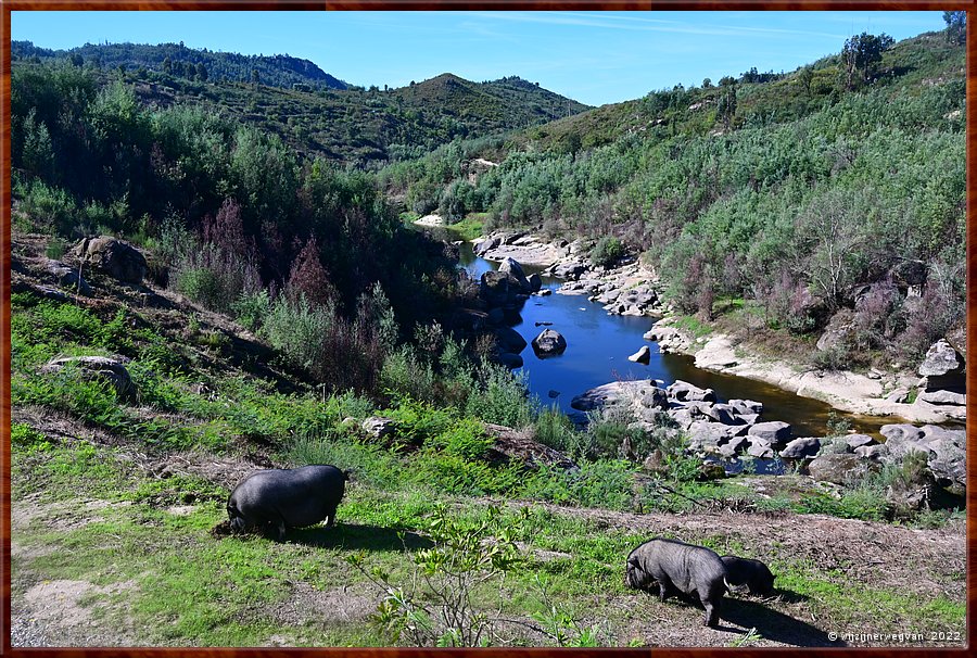 

Varkens langs de Mondego rivier
Pvoa de So Cosme 

Póvoa de São Cosme  -  25/29