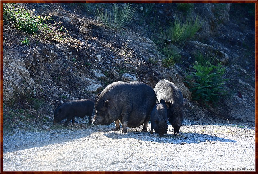 

De hele familie mont mee!
Pvoa de So Cosme 

%G  -  1/11