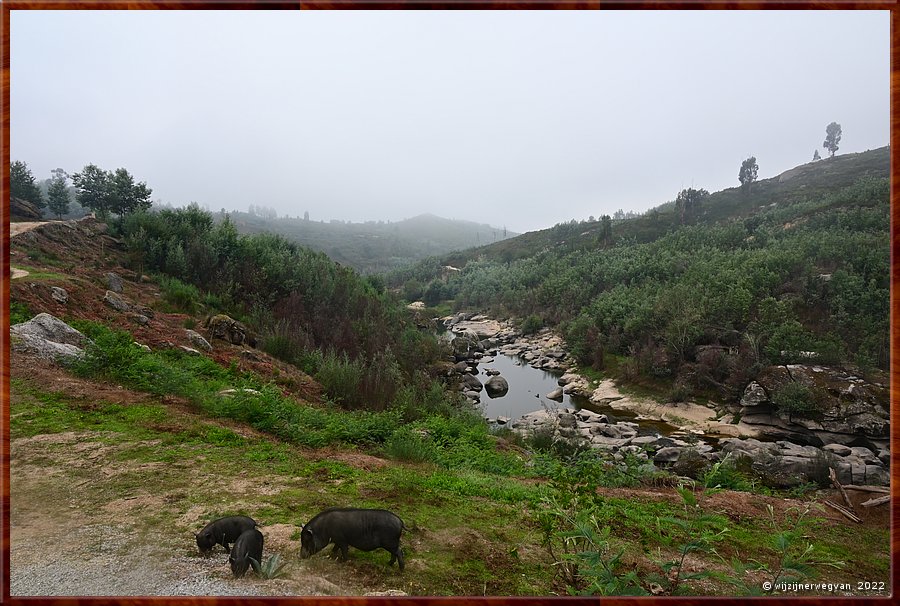 

Biggen voor de Mondego
Pvoa de So Cosme  -  4/69