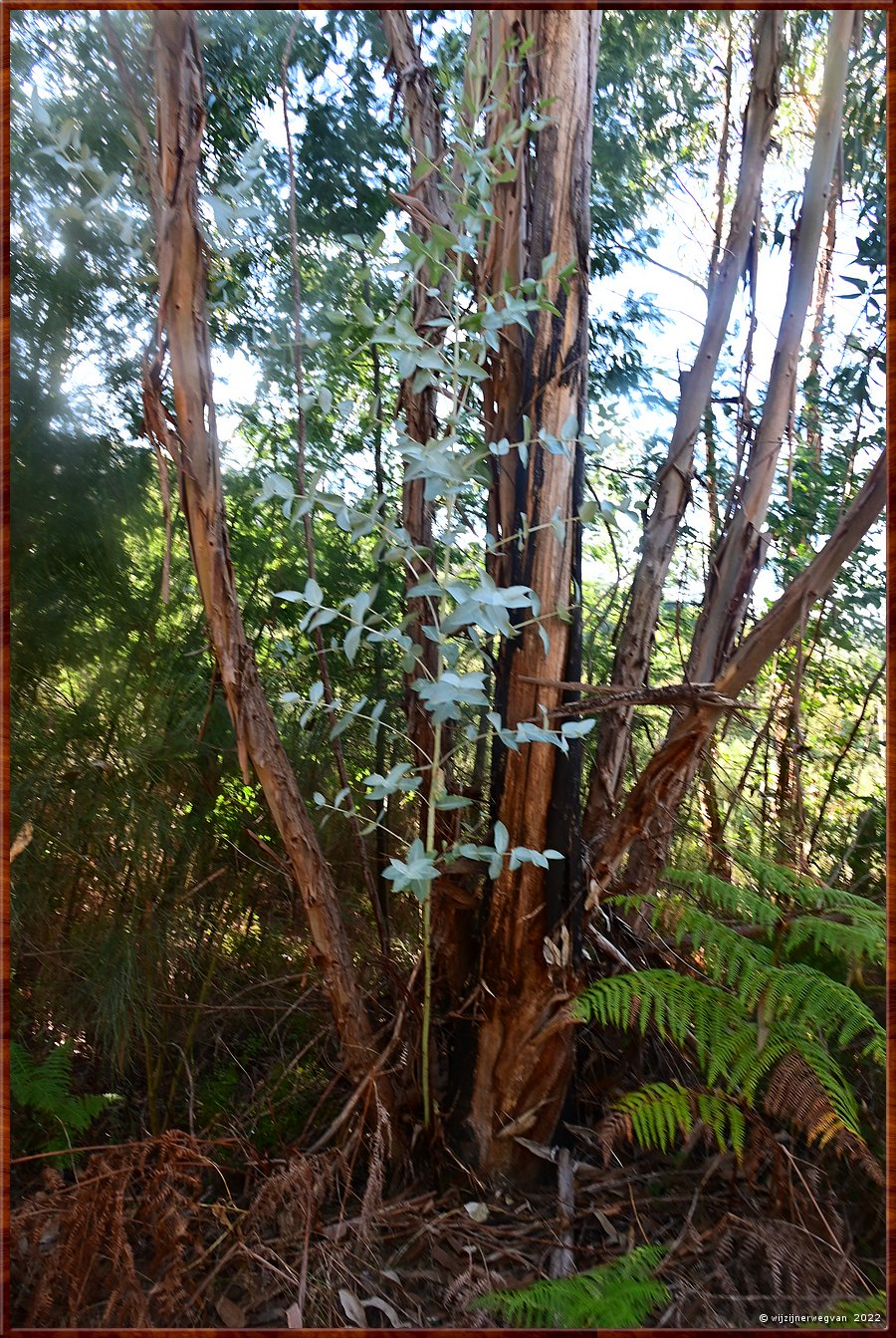 

Eucalyptusbomen 
Pvoa de So Cosme  -  26/69