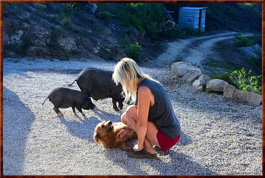 

De dierenschare van de buurman komt even knuffelen
Pvoa de So Cosme  -  1/69