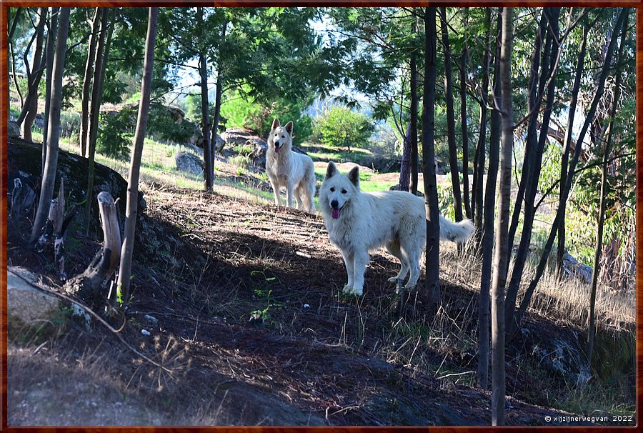 

Flankerende herdershonden
Pvoa de So Cosme  -  5/69