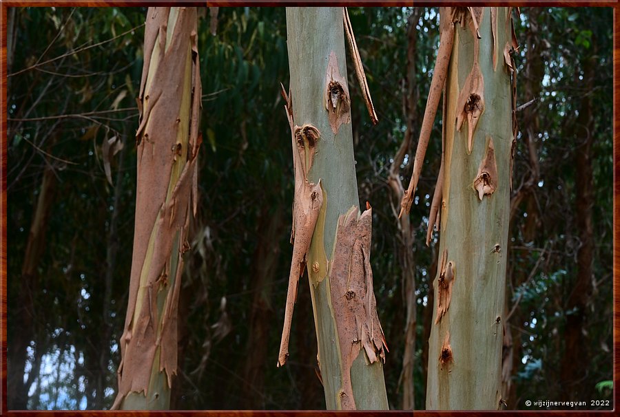 

Eucalyptusbomen 
Pvoa de So Cosme  -  42/69