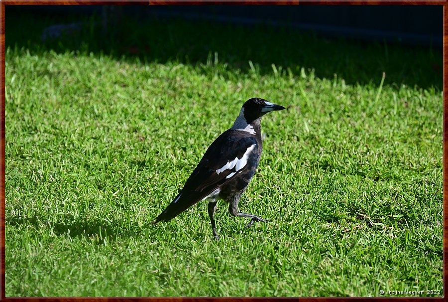 

Zwartrugfluitvogel (Australian Magpie)  -  40/64