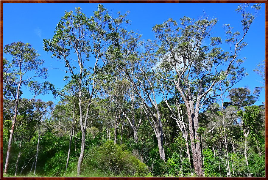 

Ghost gum tree, een vaak voorkomende boom in Oz  -  44/64