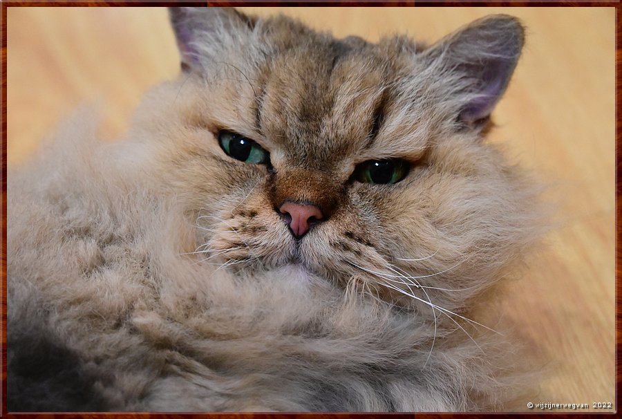 

We maken kennis met Buddy, een selkirk rex  -  2/20