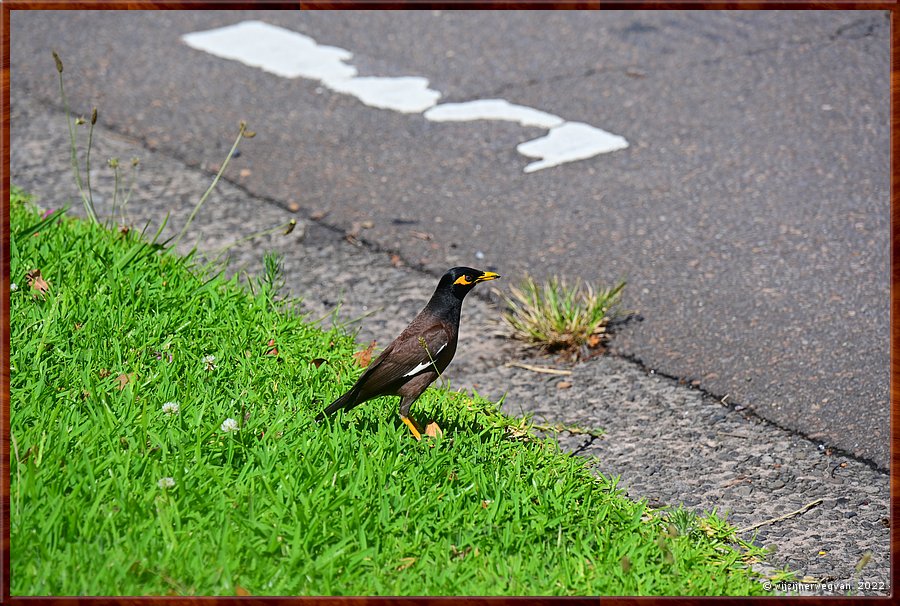 

De treurmaina (in Australi: common myna) kan menselijke spraak nabootsen en is daardoor in Nederland een populaire volirevogel  -  13/20