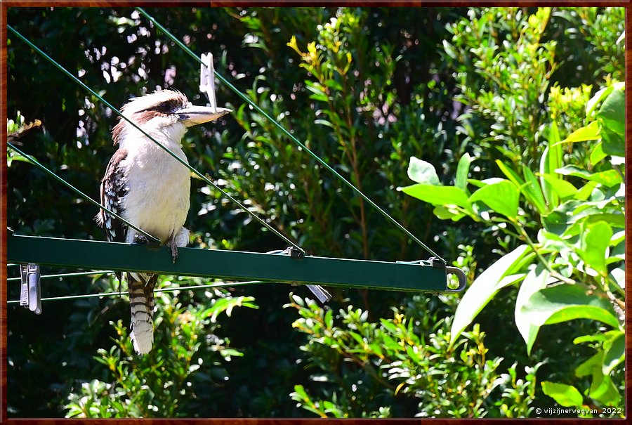 

De lachende kookaburra!  -  6/14