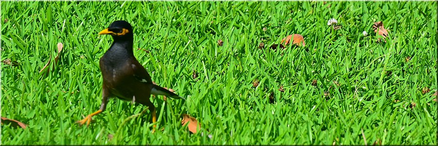 w51 2023 - Wadalbah - treurmaina