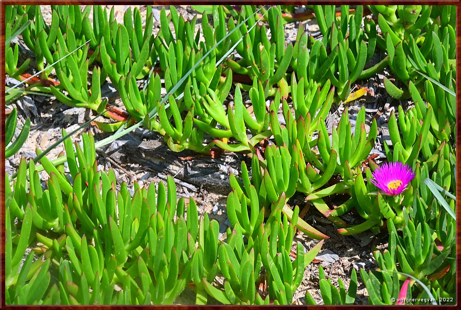 

Newcastle
De carpobrotus chilensis ofwel  de hottentotvijg of zeevijg  -  20/28