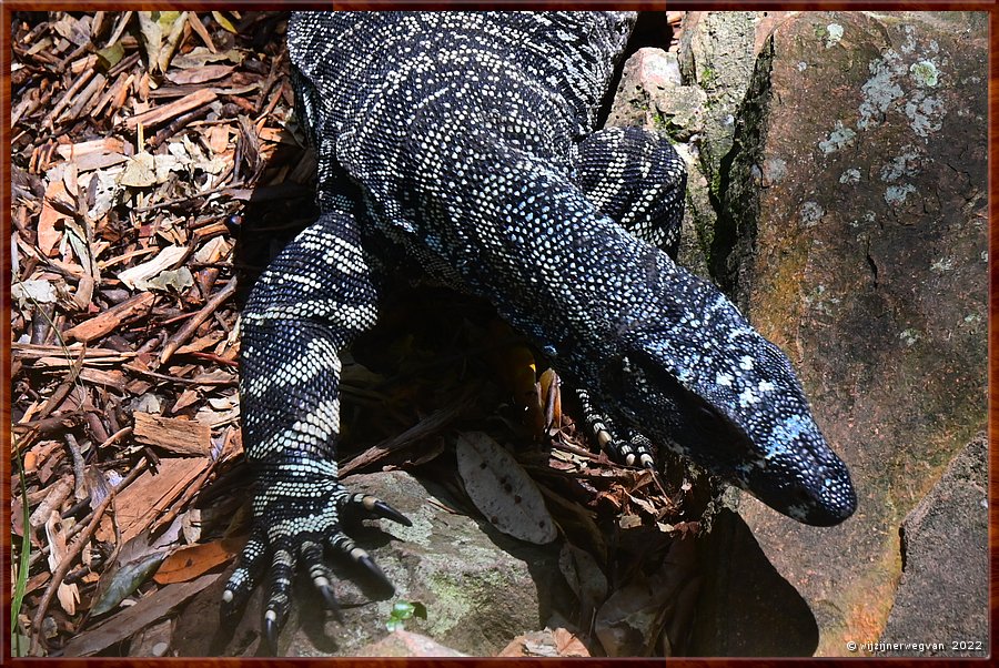 

Newcastle - Blackbutt Reserve
Lace Monitor  -  1/29