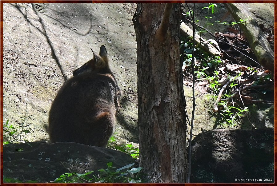 

Newcastle - Blackbutt Reserve
Swamp wallaby  -  3/29