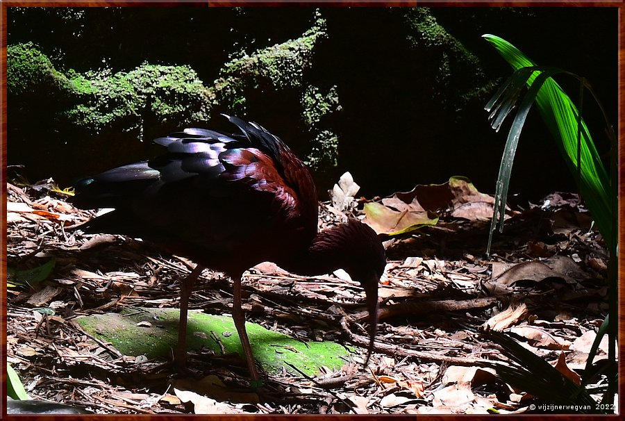 

Newcastle - Blackbutt Reserve
Glossy ibis  -  4/29