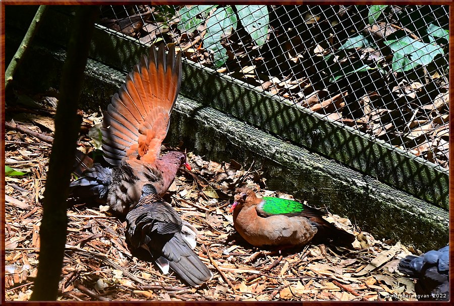 

Newcastle - Blackbutt Reserve
Emerald ground dove  -  5/29