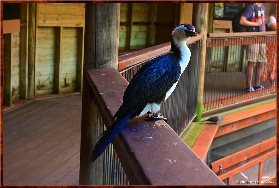 

Newcastle - Blackbutt Reserve
Little pied cormorant  -  6/29