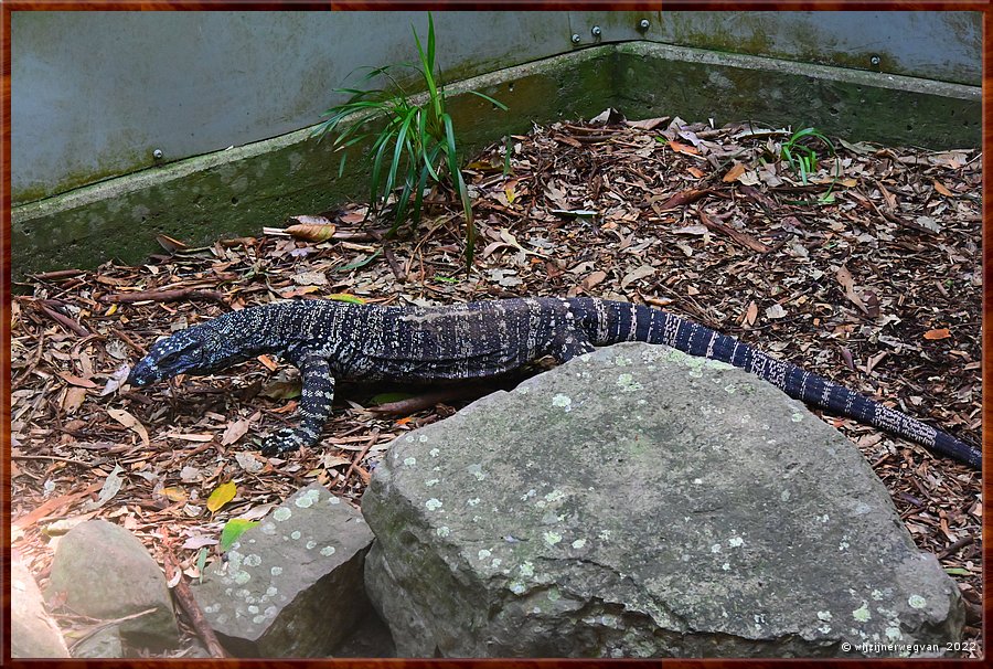 

Newcastle - Blackbutt Reserve
Lace Monitor - een varanensoort, en de tweede grootste hagedis van Australi  -  7/29