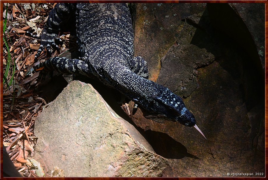 

Newcastle - Blackbutt Reserve
Lace Monitor  -  8/29