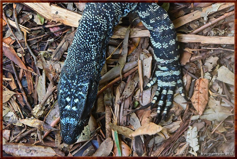 

Newcastle - Blackbutt Reserve
Lace Monitor  -  9/29